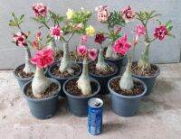 12 เมล็ด เมล็ดพันธุ์ ชวนชม สายพันธุ์ฮอลแลนด์ คละสี Adenium Seeds กุหลาบทะเลทราย Desert Rose ราชินีบอนไซ อัตรางอก 80-90% มีคู่มือปลูก