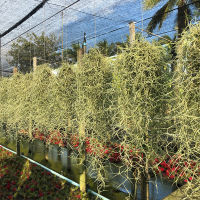 หนวดฤาษี เคราฤาษีแบบพวง มอสเสปน Spanish Moss ( หนวดฤาษี เส้นกลาง )ไม้ฟอกอากาศตกแต่งสวน ขายเป็นพวง