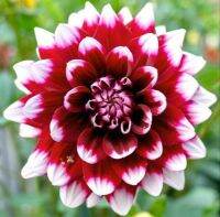 35 เมล็ด เมล็ดพันธุ์ Dahlia Duet สายพันธุ์ยุโรป ดอกรักเร่ นำเข้าจากอังกฤษ seeds ดอกใหญ่ พร้อมคู่มือปลูก Dahlia seed.