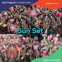 เมล็ดยิมโน "Sun set"