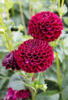 1 เหง้า/ชุุด รักเร่ Dahlia Bulb สายพันธุ์ Natal หัวรักเร่ ดอกไม้ หัวหน่อ เหง้า นำเข้า เนเธอร์แลน หัวสดใหม่