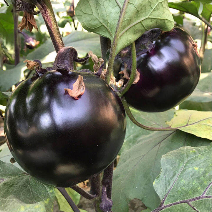 เมล็ดมะเขือกลมม่วงดำ-500เมล็ด-eggplant-seeds-เมล็ดมะเขือม่วง-เมล็ดมะเขือดำ-เมล็ดมะเขือกลมดำ