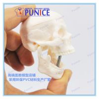 Super mini skull model medical fine arts dual head skull bone skull model