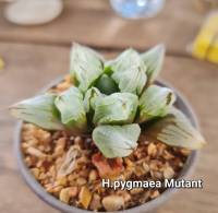 H.pygmaea ‘Mutant’ รหัส A100