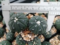 ?? แอสโตรนูดัม ?? Astrophytum asterias nudum พอท2ต้น ขนาด 2-3 ซม. ต้นกระบองเพชร ต้นแคคตัส (แคคตัส กระบองเพชร)