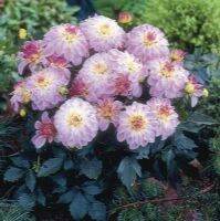 1 หัว/ออเดอร์ รักเร่ Dahlia Bulb สายพันธุ์ Monet หัวรักเร่ ดอกไม้ หัวหน่อ เหง้า นำเข้า เนเธอร์แลน หัวสดใหม่