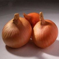 100 เมล็ด เมล็ดหอมหัวใหญ่ สายพันธุ์ หอมใหญ่ Augusta ของแท้ 100% อัตรางอก 70-80% Onion seeds มีคู่มือปลูก