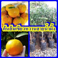 ส้มเขียวหวานสายน้ำผึ้ง หรือส้มสายน้ำผึ้ง ต้นพันธุ์เสียบสูง 40-50 ซม.ปลูกง่าย โตเร็ว 2 ปีติดผล รับประกันพันธุ์แท้100%