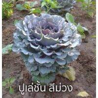 เมล็ดพันธุ์ ปูเล่ ชั้น สีม่วง ( Purple Ornamental Cabbage ) บรรจุ 10 เมล็ด