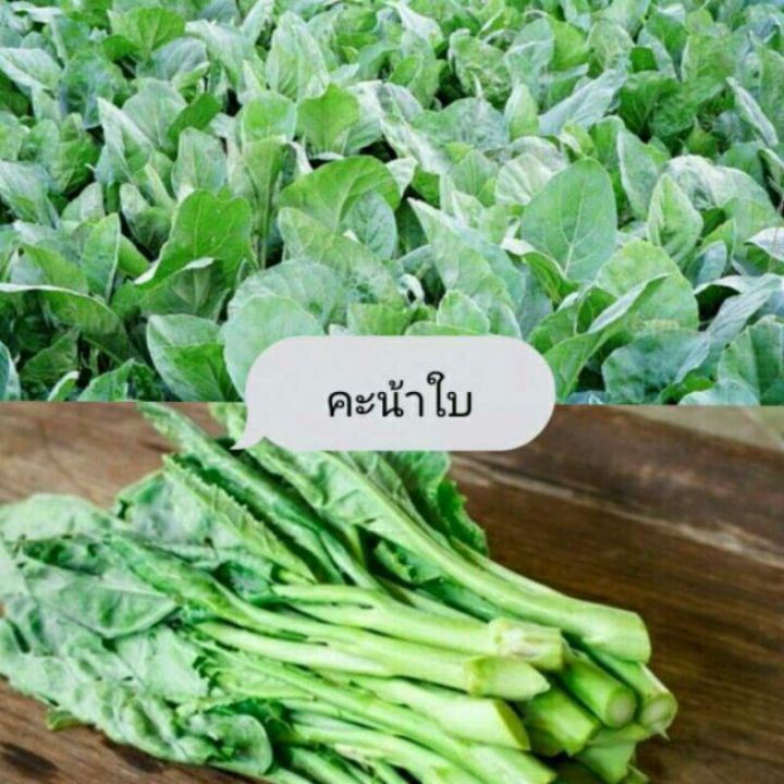 mini-vegetable-set-ชุดเมล็ดผักกินใบ-6-ชนิด-ซื้อ-10-แถม-1-ทันที
