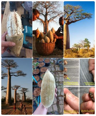 เมล็ดพันธุ์ เบาบับ ดิจิทาทา Baobab "Adansonia Dijitata L." บรรจุ 10 เมล็ด 55 บาท คุณภาพดี ราคาถูก ของแท้ 100%