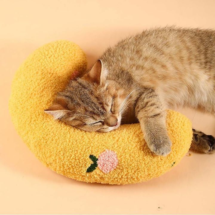 20 tư thế ngủ của mèo và ý nghĩa của chúng  Công ty TNHH Thương Mại VINODA