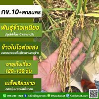 พันธุ์​ข้าวปลูก ข้าวเหนียวหอม กข.10 สกลนคร  20 กิโลกรัม ต้นเตี้ย ไม่ล้ม ขัดสีดี เม็ดเรียว หอมนุ่มนาน KR5