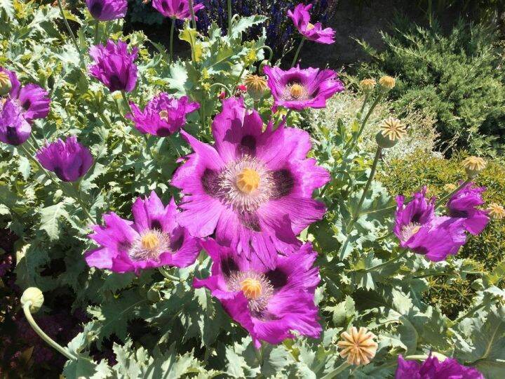 seeds 100 seeds, Purple Persian Poppy Lazada PH
