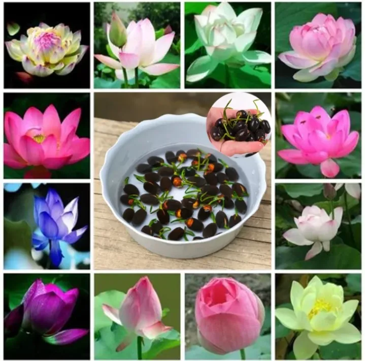 เมล็ดพันธุ์บัวจิ๋ว บอนสี 20 เมล็ด Mini Lotus Water lily seeds flower