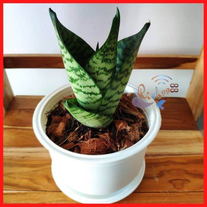 ลิ้นมังกรแคระ-เขียวลาย-ฮานิอาย-sansevieria-hahnii-พร้อมกระถาง-จานรอง-ต้นลิ้นมังกร-ต้นไม้มงคล-ต้นไม้ฟอกอากาศ-ไม้มงคล-ไม้มงคลแคระ-ต้นไม้แต่งห้อง