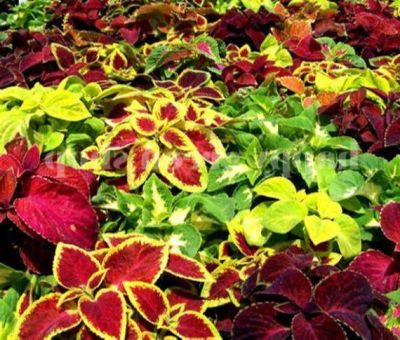 50 เมล็ด เมล็ดพันธุ์ Seeds Bonsai ฤาษีผสม Coleus Seed อัตราการงอก 80-90% มีคู่มือปลูก