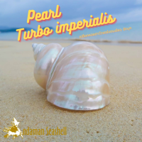 Andaman seashell เปลือกหอย เปลือกหอยตาวัวจอร์แดนเขียว ขัดมุก (Turbo imperialis)