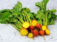 Golden Detroit Beet หัวบีชเหลือง โกลเด้นดีทรอย