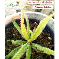 (ส่งทั้งกระถาง 3 นิ้ว) ต้นหยาดน้ำค้าง Drosera Adelae , Adel (พันธุ์ อดิเล่ , อเดล) พืชดักจับแมลง ใบยาว น้ำหยาดเยื้มๆ ชอบความชื้น ชอบแดดจัด