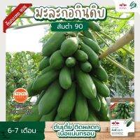 เมล็ดมะละกอ ส้มตำ 90 F1 ตราศรแดง Papaya seeds เมล็ดพันธุ์มะละกอ เมล็ดพันธุ์มะละกอส้มตำ เมล็ดพันธุ์มะละกอต้นเตี้ย