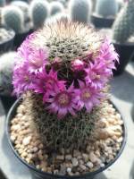 ??สปินโน ??Mammillaria spinosissima ไม้เมล็ด  ขนาดความสูง 4-6 ซม. ต้นกระบองเพชร ต้นแคคตัส (แคคตัส กระบองเพชร)