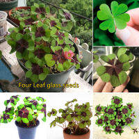 ปลูกง่าย ปลูกได้ทั่วไทย ของแท้ 100% 200pcs โคลเวอร์ Lucky Green Four-Leaf Clover Grass Seeds เมล็ดดอกไม้ ต้นไม้ประดับ ด้วยใบไม้หลากสีที่สวยงาม ของแต่งบ้านสวน เมล็ดบอนสี ต้นไม้มงคล บอนไซแคระ ต้นไม้ฟอกอากาศ บอนสี เมล็ดดอกไม้ Plants Seeds for Home Garden