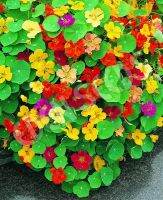 Jewel Mixed Nasturtium (15-20 seeds) ดอกแนสเทอร์เที่ยม คละสี (15-20 เมล็ด ดอกใบกินได้)