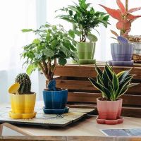 Le Creuset Stoneware Succulent Plant Pots ชุดปลูกหม้อน่ารัก Potted ตกแต่งบ้านกระถางดอกไม้ถาดตรงยี่ห้อดอกไม้แทรก