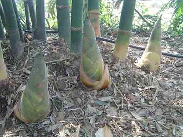 ขายส่ง-100-เมล็ด-เมล็ดไผ่ซางหม่น-dendrocalamus-sericeus-ไผ่นวลราชินี-ไผ่-ไม้ไผ่-bamboo-พืชตระกูลหญ้า-หญ้ายักษ์-พืชเศรษฐกิจ-สายพันธุ์ไผ่-เครื่องจักรสาน