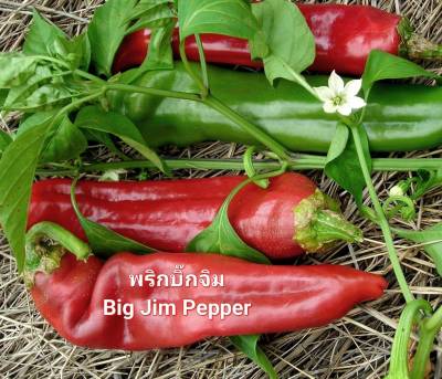 พริกบิ๊กจิม เมล็ดพันธุ์พริกยักษ์บิ๊กจิม Big Jim Chili Pepper Seeds บรรจุ 20 เมล็ด นำเข้าแบ่งขาย Hot 75 Days พริก