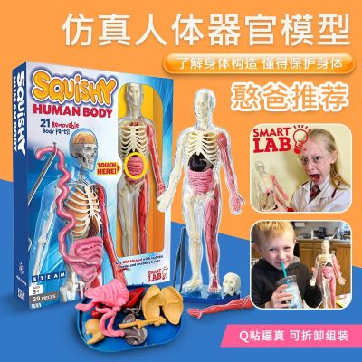 Smartlab American children simulation model of medical teaching AIDS musculoskeletal organs transparent removable