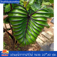 บอน โคโลคาเซีย หน้ากากฟาโรห์ Colocasia Pharaoh’s Mask สายพันธุ์แท้ แบบตัดสด ชำเอง หน้ากระดูก มีเส้นใบสีม่วงเข้มที่คมชัด ใบม้วนไปด้านหลัง หายาก