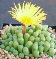 50 เมล็ดพันธุ์ เมล็ด ซักคิวเลนต์ หรือ ไม้อวบน้ำ กระบองเพชร เฟเนสตราเรีย (Fenestraria) Succulent seed อัตราการงอก 80-85%.