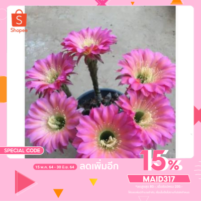 มาใหม่ MAID317ลดเพิ่มอีก Echinopsis Hybrid Angel อิชินอป แองเจิ้ล สีชมพู คุ้มสุดสุด ต้นไม้ ฟอก อากาศ กระถาง ต้นไม้ ไม้ ประดับ ต้นไม้ ปลูก ใน บ้าน