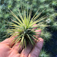 ทิลแลนเซีย สตริค ต้า Tillandsia Stricta ต้นเดี่ยว  สัปปะรดสี ไม้ฟอกอากาศ ไม้ใบ ไม้ประดับปลูกในบ้าน ไม้ประดับในร่มวางไว้ในสำนักงานได้