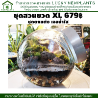 สวนขวด ชุดสวนในขวดแก้ว DIY ไซต์ XL ชุดตกแต่งธารน้ำใส ราคา 679 บาท