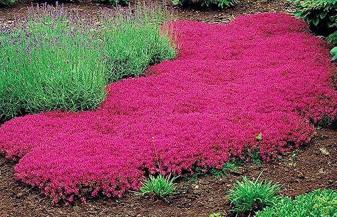 Red Carpet Creeping Thyme Ground Cover Plant Seeds Perennial- Non-GMO ...