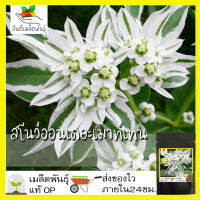 เมล็ดพันธุ์ สโนว์ออนเดอะเมาท์เทน 50 เมล็ด Snow on the mountain seeds เมล็ดพันธุ์แท้ 100% นำเข้าจากต่างประเทศ ถูกดี ดอกไม้ ปลูกง่าย โตไว ขายดี