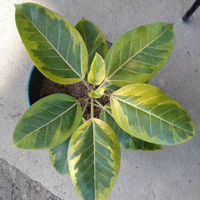 Rubber Tree Lemon Lime Lazada PH