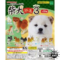 Tarlin Original Japan FIGURE อะนิเมะ Kawaii Shiba Inu Dogs Daily routine Gacha Figurine แคปซูลน่ารัก toey