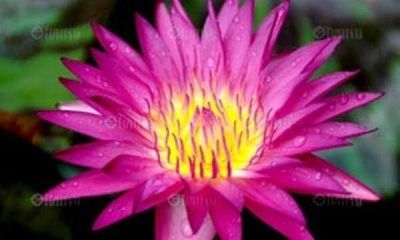 เมล็ดบัวผันไทยลูกผสม หรือบัวสี (water Lily) สีชมพู 5 เมล็ด Garden seed