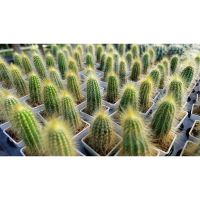 ขายดีอันดับ1 Pilosocereus Tillianus พิโลโซ่ซีรีอุส คุ้มสุดสุด ต้นไม้ ฟอก อากาศ กระถาง ต้นไม้ ไม้ ประดับ ต้นไม้ ปลูก ใน บ้าน