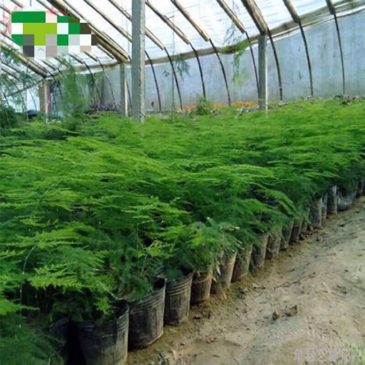 (seeds) Quality seed plant seeds Asparagus setaceus Plant (seeds