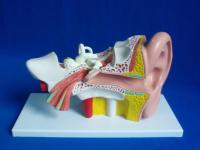 Supply the experiment teaching model 3 times ear anatomy medical teaching model of medical promotional gifts