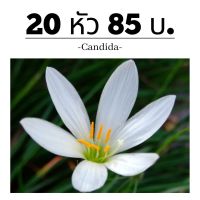 บัวดิน candida-แคนดิดา(สีขาว) 20หัว