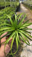 Tillandsia brachy caulos compact form ทิลแลนเซีย