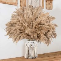 【cw】 30pcs Pampas Bouquet Dried Flowers Real Reed Wedding Decoration Artificial ！