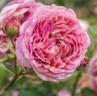 30 เมล็ด เมล็ดพันธุ์ กุหลาบ พันธุ์ Jubilee Celebration Rose Seed ดอกใหญ่ นำเข้าจากต่างประเทศ Garden Seeds