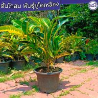 กิ่งโกสน ต้นโกนสน สีเหลือง โกสนยูโดเหลือง ต้นใหญ่ แข็งแรง (กระถาง11นิ้ว)